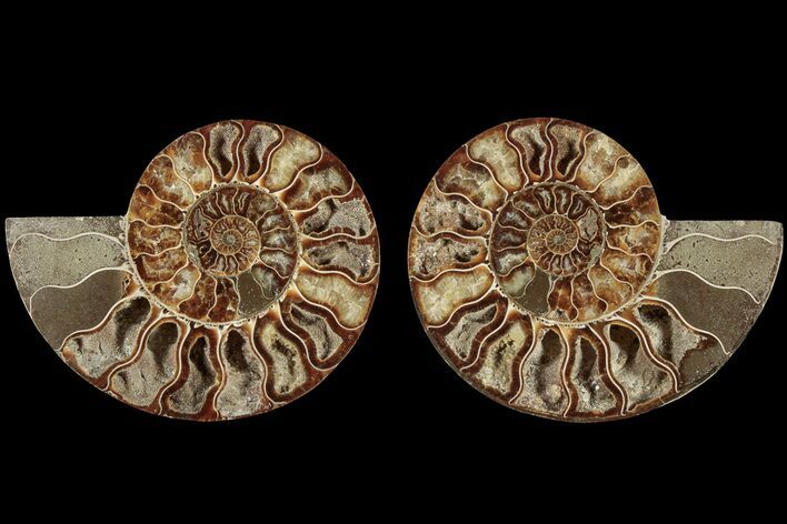 Cut & Polished, Agatized Ammonite Fossil - Madagascar #184148